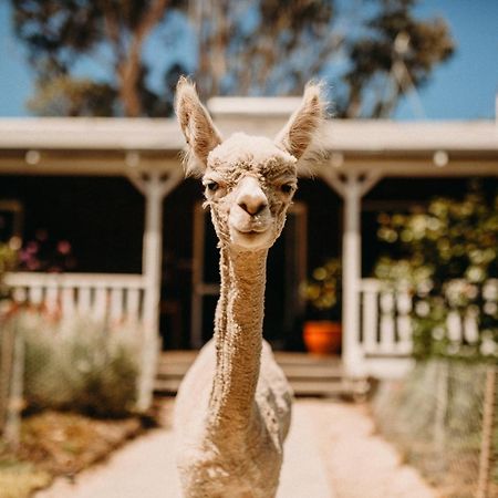 Margaret River Holiday Cottages Exteriér fotografie