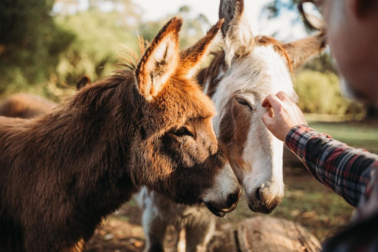 Margaret River Holiday Cottages Exteriér fotografie