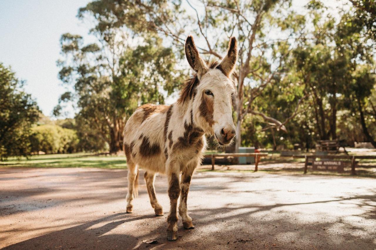 Margaret River Holiday Cottages Exteriér fotografie